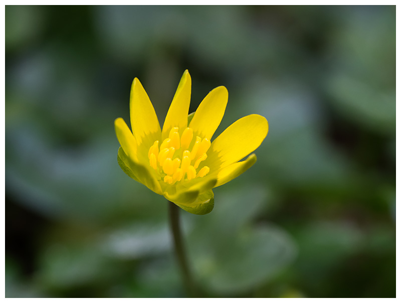Ranunculus ficaria