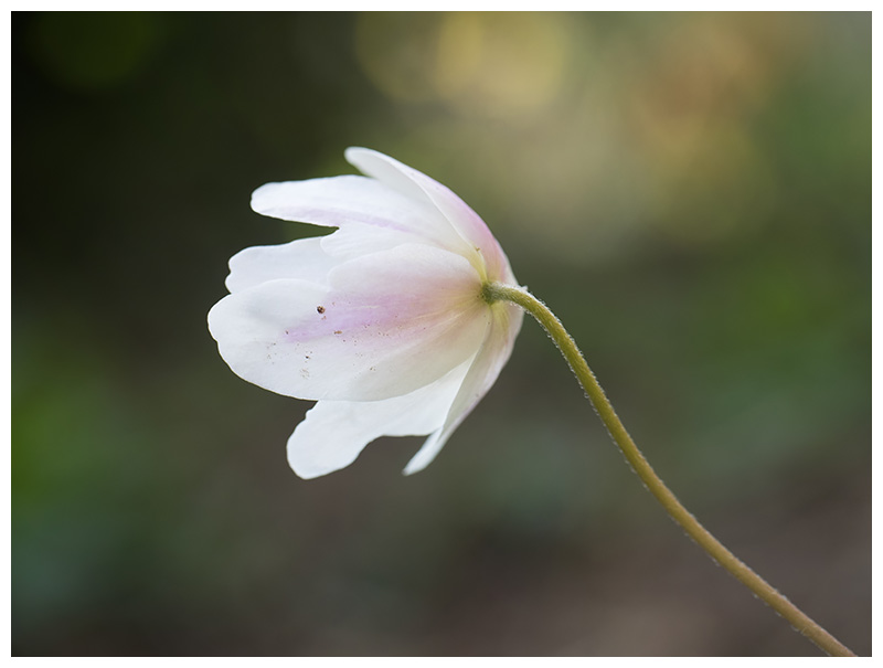 Anemone nemorosa