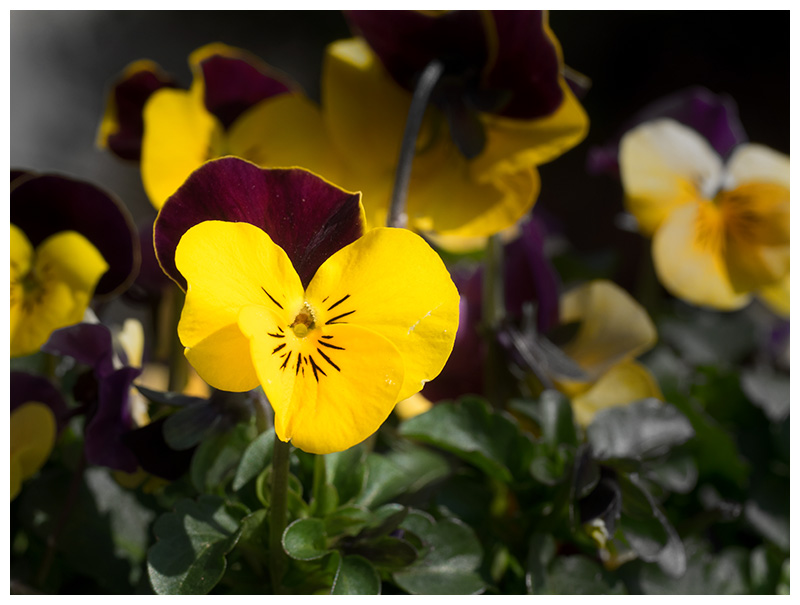 Viola