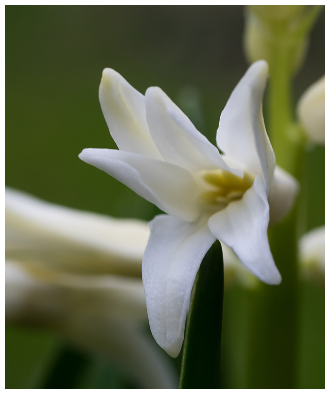Hyacinth