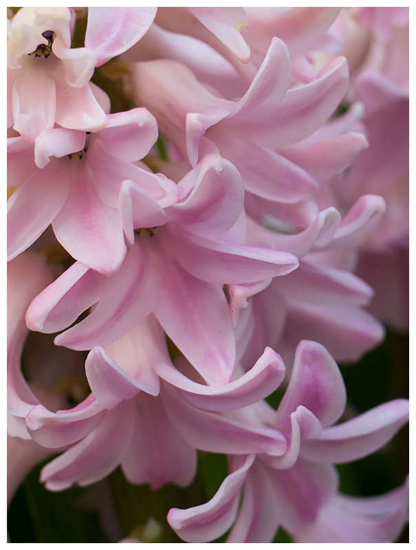 Hyacinth