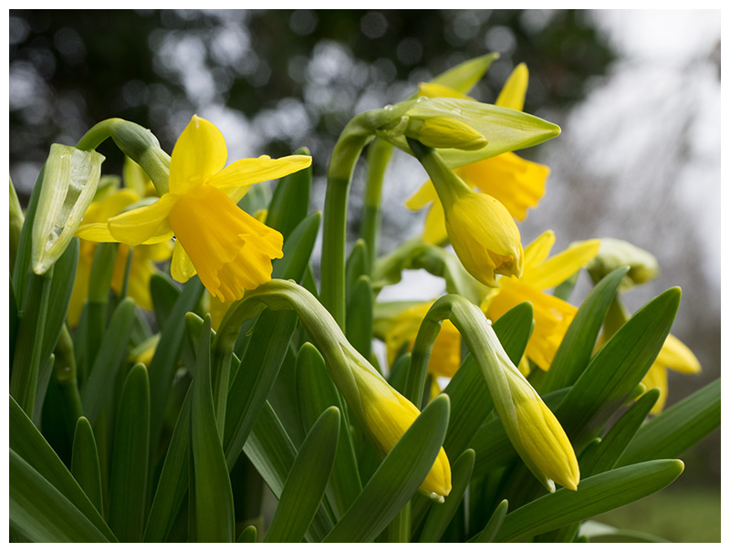 Narcissus