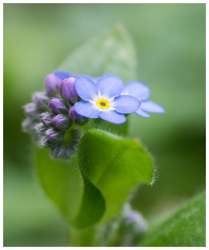 Myosotis sylvatica