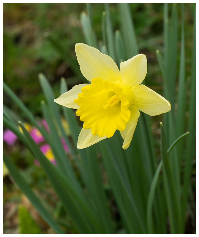 Narcissus pseudonarcissus