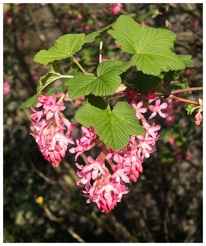 Ribes