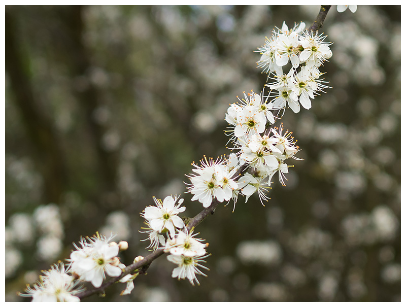 Prunus spinosa