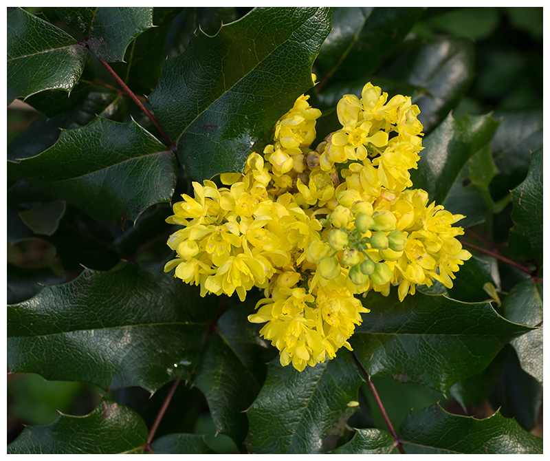 Mahonia aquifolium