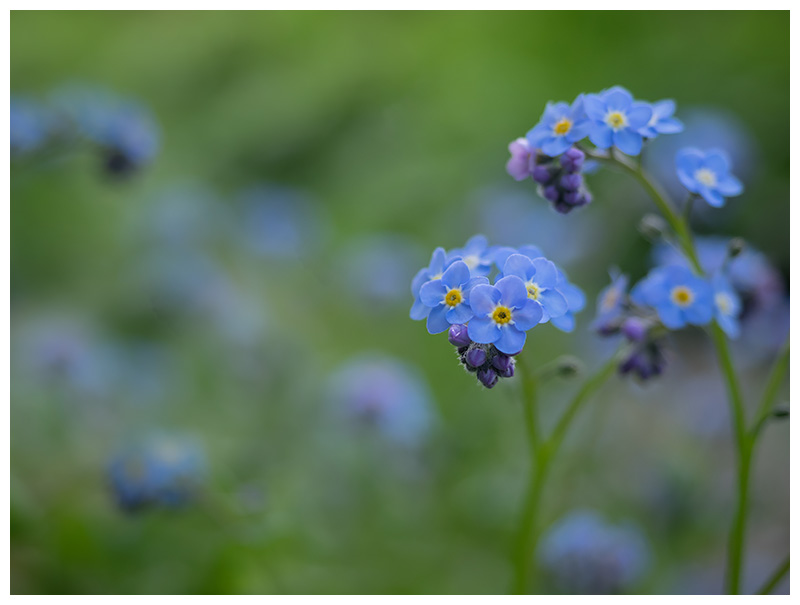 Myosotis sylvatica