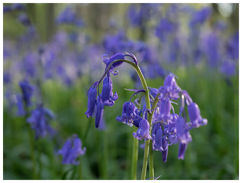Hyacinthoides non-scripta