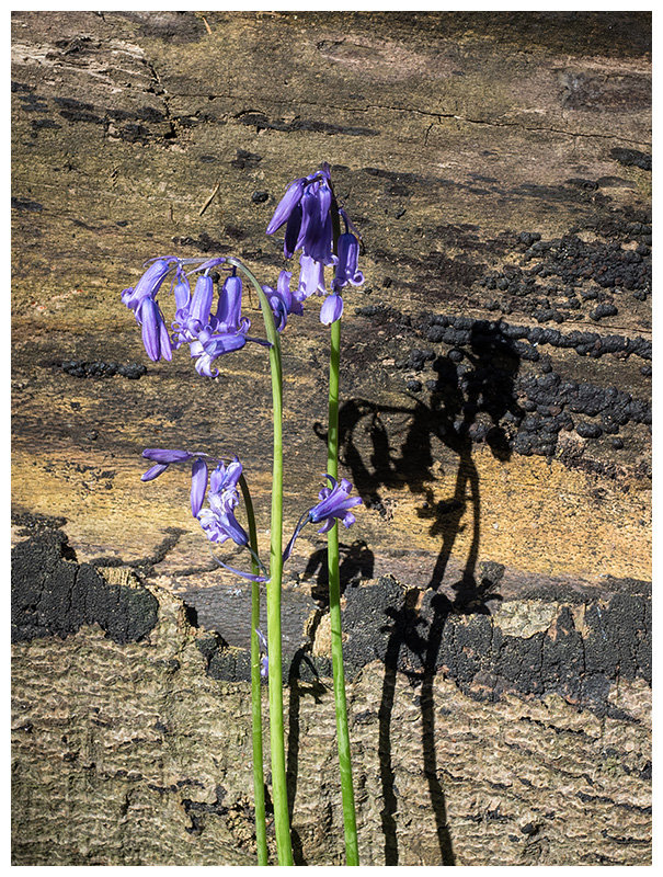 Hyacinthoides non-scripta