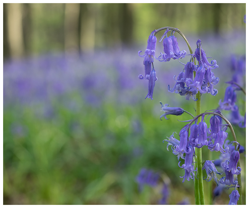 Hyacinthoides non-scripta
