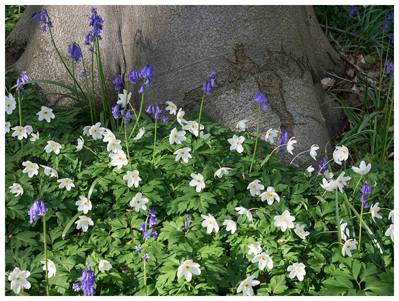 Anemone nemorosa