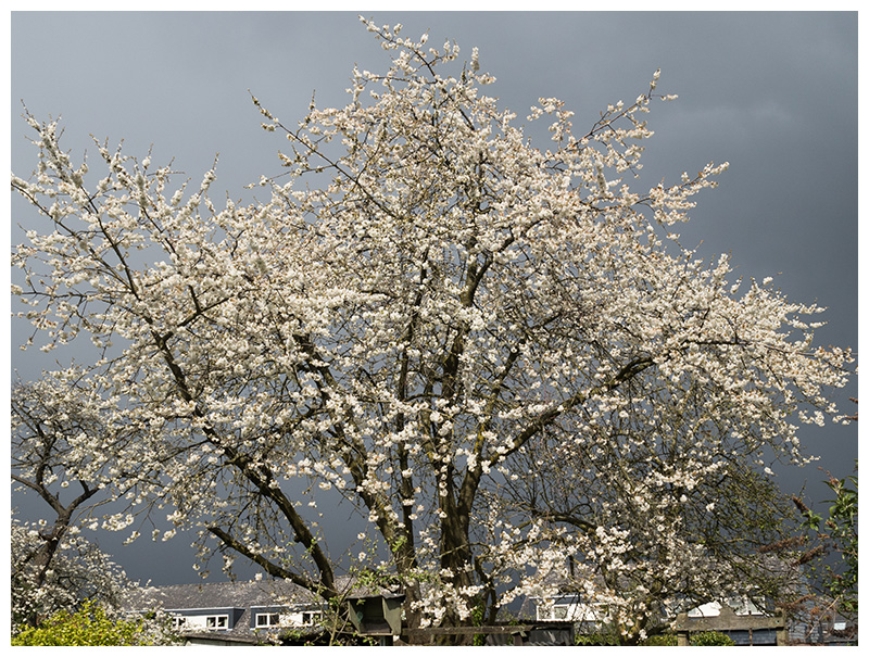 flowering cherry tree