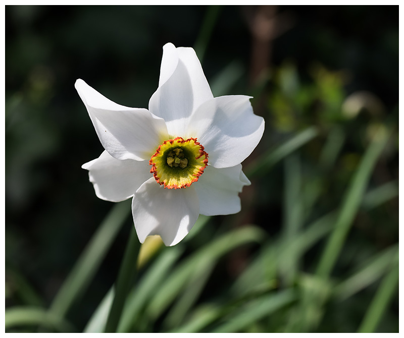 Narcissus poeticus