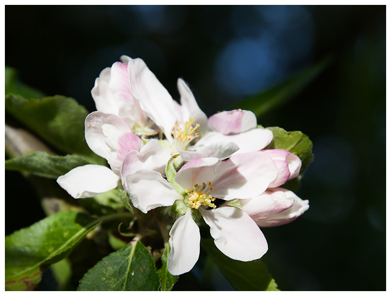 Apple blossoms