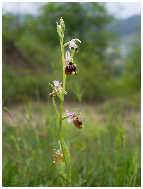 Ophrys fuciflora