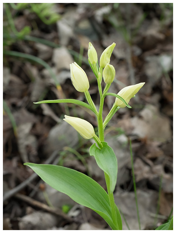 Cephalantera damasonium