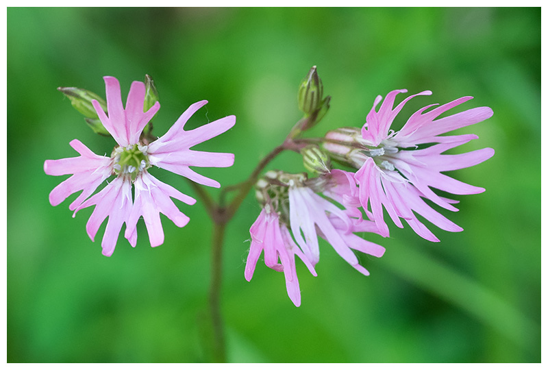 Lychnis flos-cuculi     