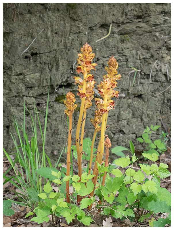 Orobanche    
