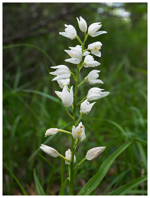 Cephalantera longifolia