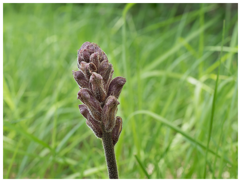 Orobanche