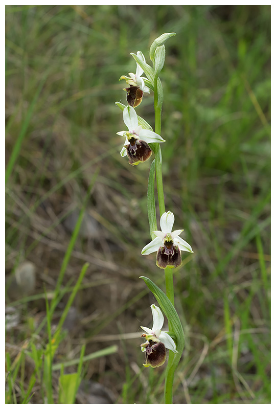 Ophrys fuciflora
