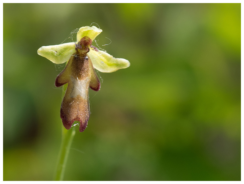 Ophrys insectifera