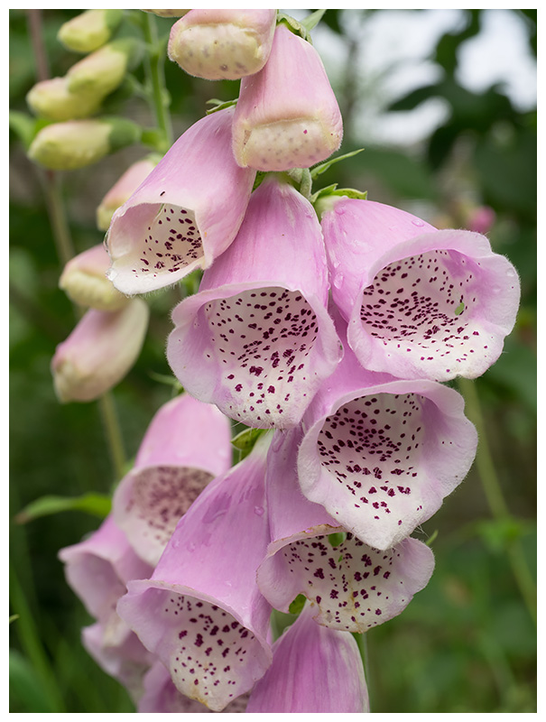 Digitalis purpurea