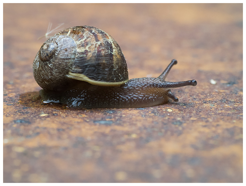 Helix aspersa