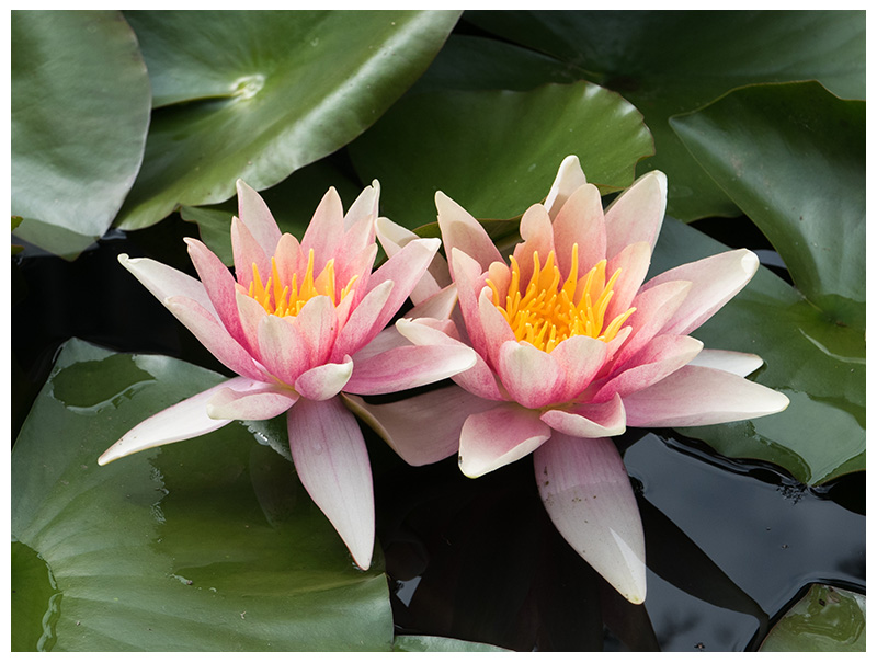 Nymphaea