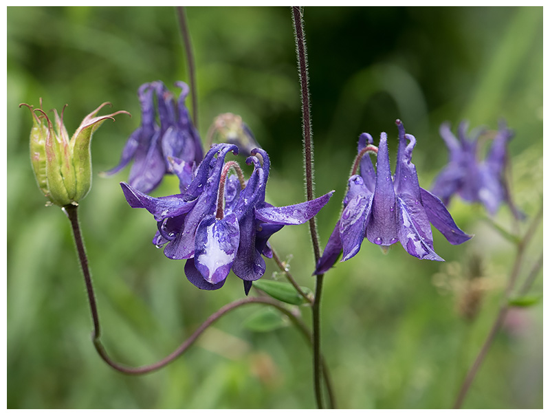 Aquilegia vulgaris