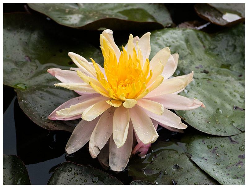 Nymphaea