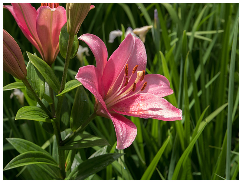 Lily