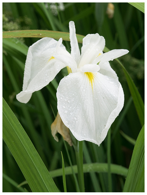 Iris