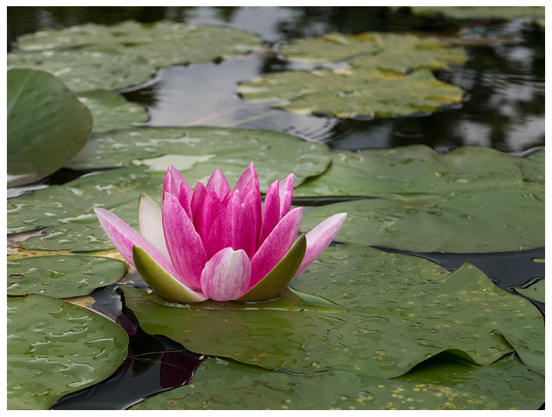 Nymphaea