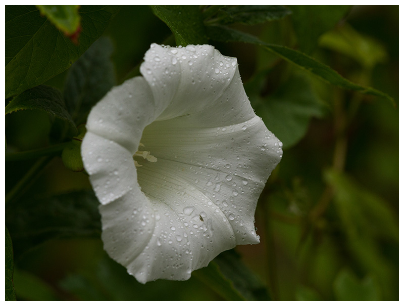 Calystegia sepium