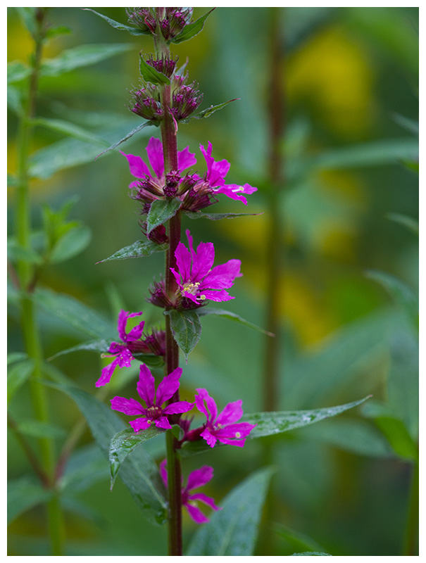 Lythrum salicaria   