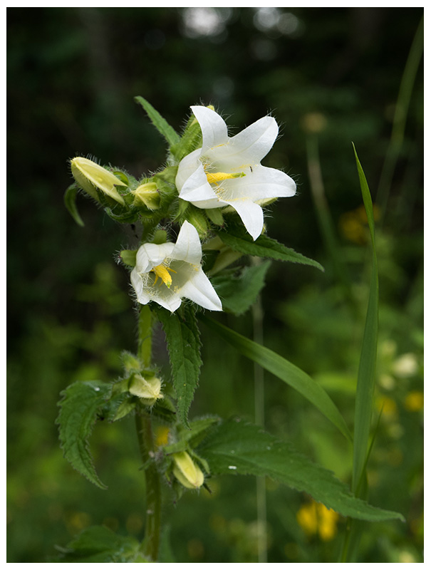 Campanula trachelium alba  