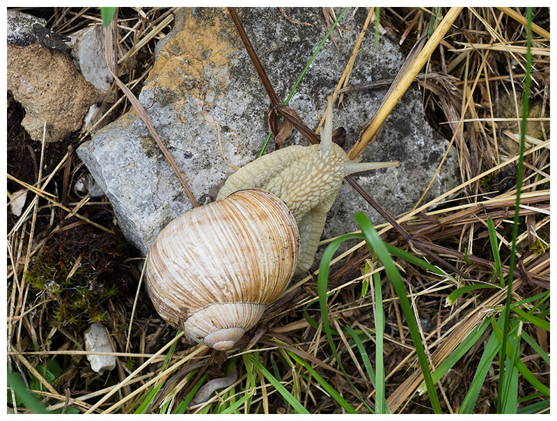 Helix pomatia