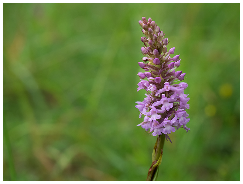 Gymnadenia conopsea