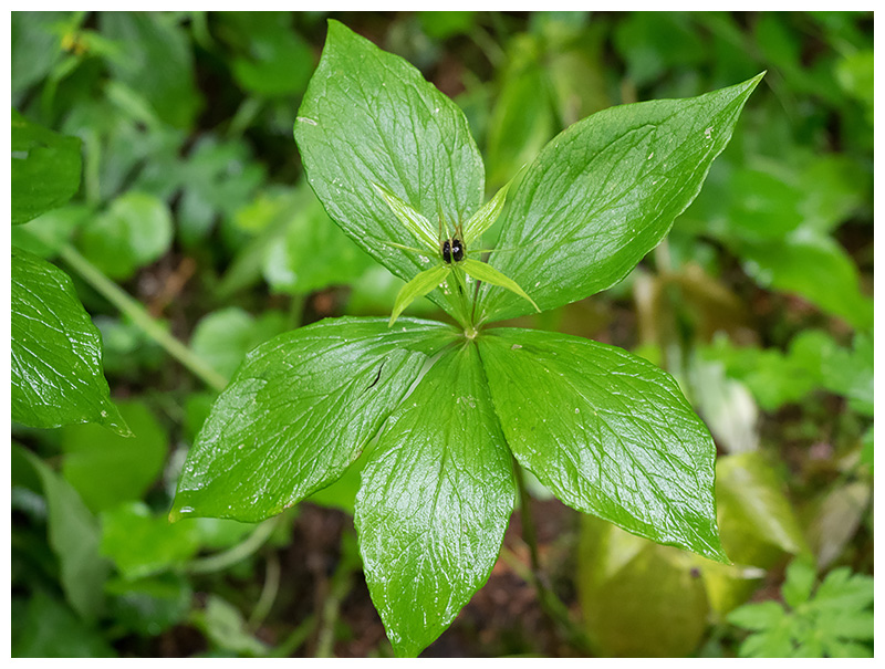 Paris quadrifolia