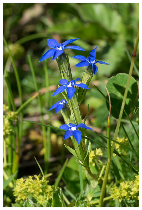 Gentiana verna