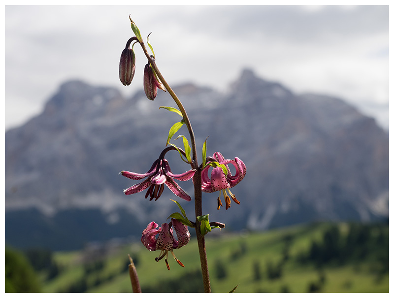 Lilium martagon  