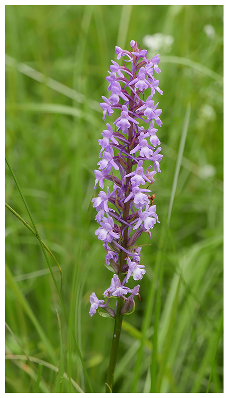Gymnadenia conopsea