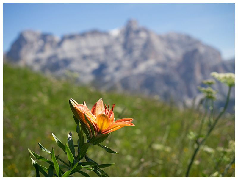 Lilium bulbiferum     