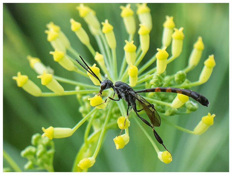 Gasteruption jaculator male