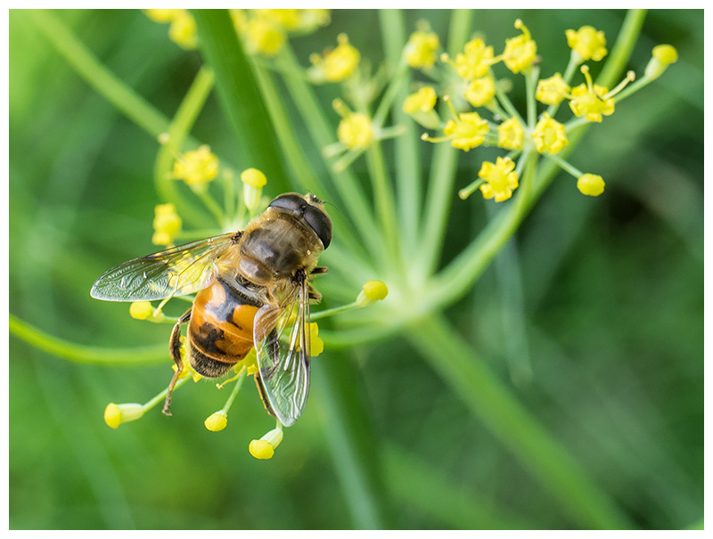 Eristalis tenax   