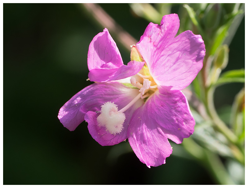 Epilobium hirsitum