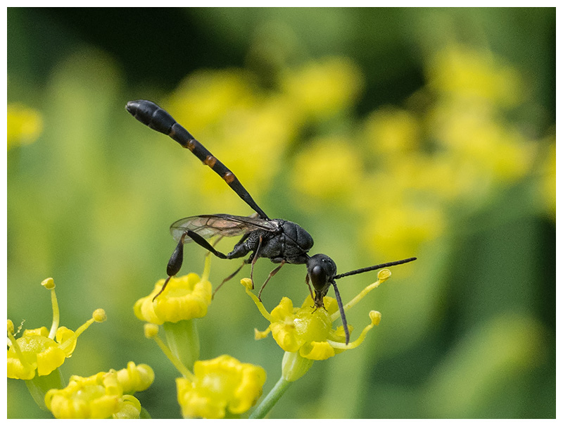 Gasteruption jaculator male