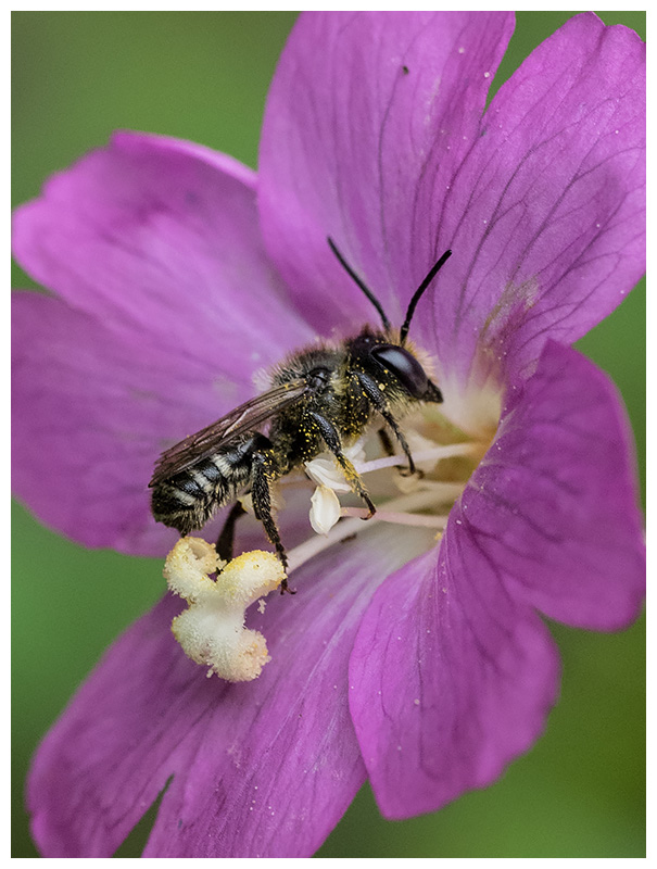 Coelioxys inermis  